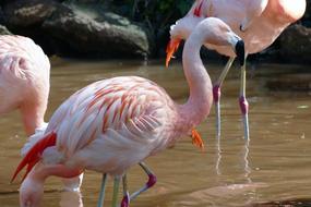impressively beautiful Bird Flamingo