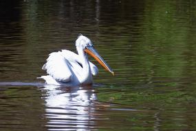 pelican swims in a pond in a park