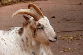 white Goat rests on ground