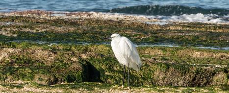 charming bird on green grass Sea coast