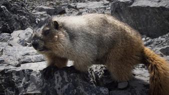 Marmot Canada