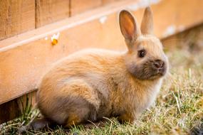 rabbit on the grass in spring