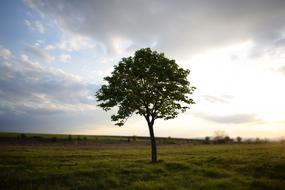 Tree Meadows