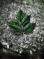 green foliage on Street