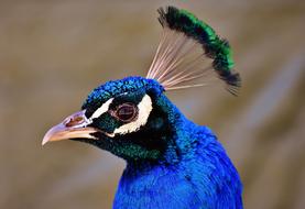 charmingly cute Peacock Pride Bird