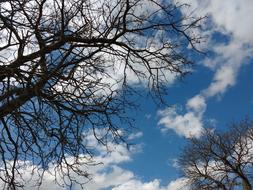 white clouds in the sky against a background of trees