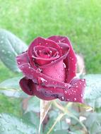 Spring Rosa