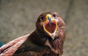 Raptor Bird Of Prey mouth beak