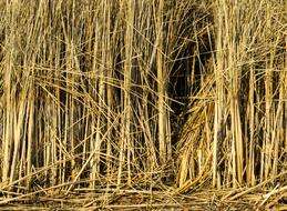 Texture Background Reed dry