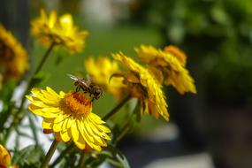 Bee Yellow