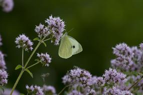 yellow butterfly on wild plants in the forest