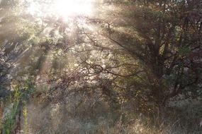 Sunbeams Morning Sol