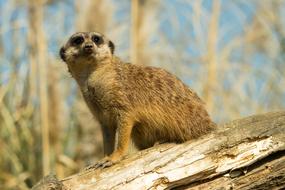 charming Meerkat Zoo