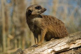 meerkat sitting on a dry tree at the zoo