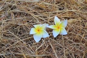two white flowers in the hay