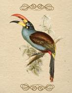 colorful bird vintage ornament