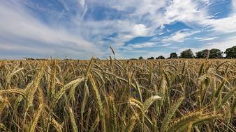 spring wheat field