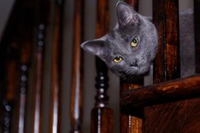 Pet Cat grey