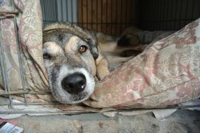 Cute, beautiful and colorful dog, sleeping on the bed