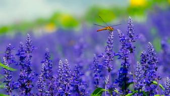 dragonfly on a field with bright blue flowers in a blurred background