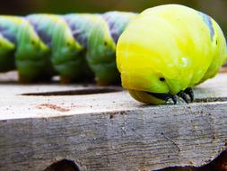 Caterpillar Butterfly Green