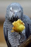 closeup view of African Grey Parrot Bird