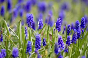 beautiful purple flowers in the garden