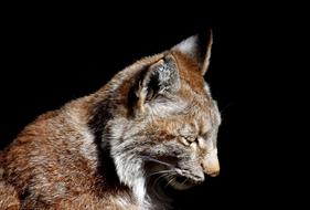 Lynx Wild Animal Wildcat