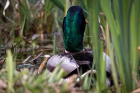 Duck Water Bird green grass