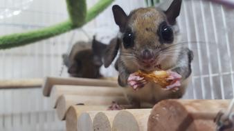 cute pet, Flying Squirrel