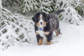 Dog Puppy snow