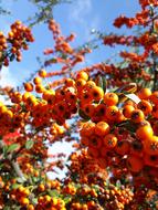 fruitful tree with berries