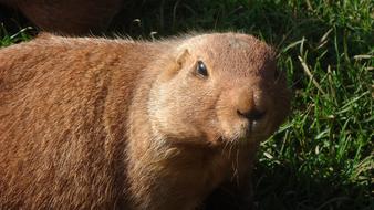 portrait of herbivorous prairie-dog