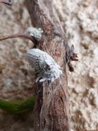 Cochineal Parasite Plague
