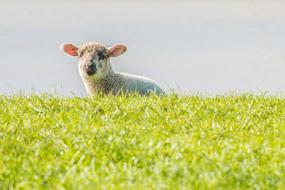 Lamb Sheep Dike East