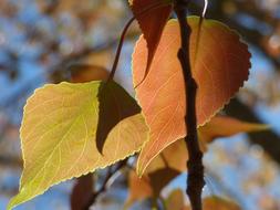 autumn beautiful leaves on a tree