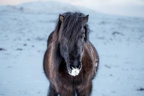 Icelandic brown horse on snow background