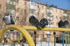 resting pigeons on an iron fence