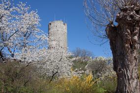 Tower Middle Ages and tree