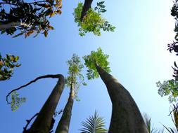 Sky Trees