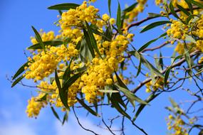 Silver Wattle Acacia Dealbata