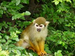 Animal Monkey in green garden