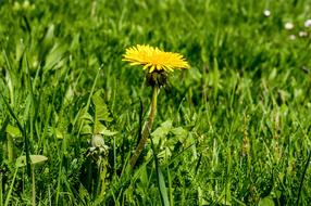 Spring Flower Dandelion