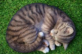 Animal Cat Cute green grass