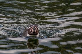 humboldt penguin swims in the water