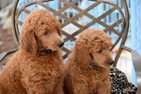 Poodles Standard brown