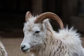 charming Snow Sheep