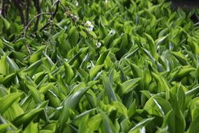 Green Grass Lilies Of The Valley