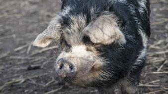 charmingly cute Petting Pig