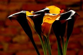Flowers Sludges Wall Rear